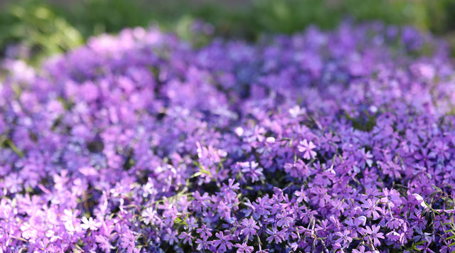 Purple creeping phlox