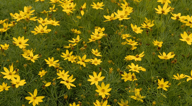 Tickseed flowers