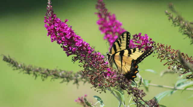 Butterfly Bush (Buddleia) and Swallowtail Butterfly