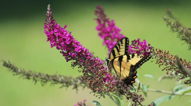 Swallowtail butterfly on butterfly bush