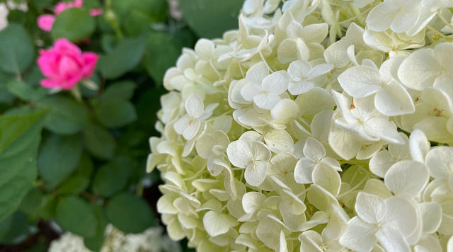 Closeup of hydrangea bloom