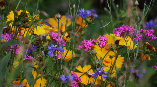 Closeup view of wildflowers