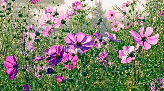Field of pink and purple cosmos flowers with green stems and dark centers in bright sunlight