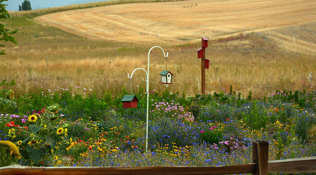Goldfinch with native wildflowers