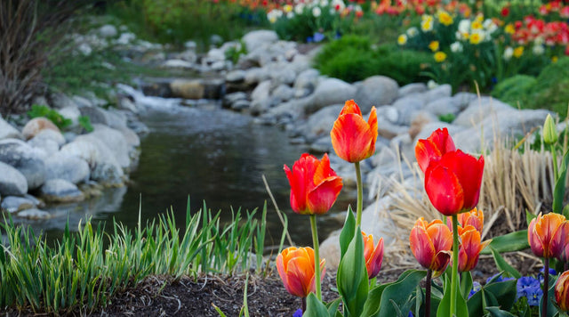 Tulips Plant to Impress Mix
