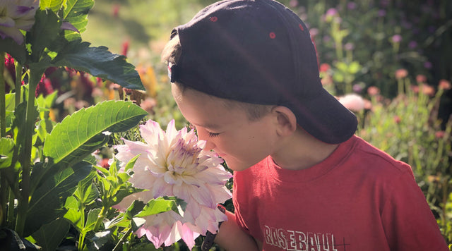 little boy and dahlia