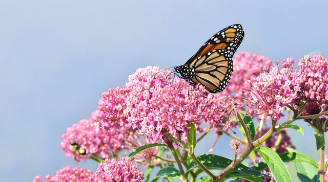 how to grow milkweed