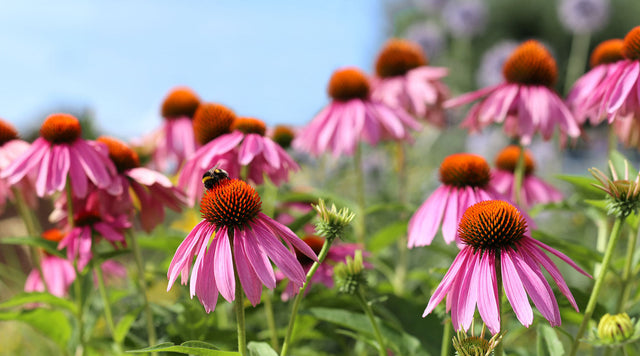 Field of coneflowers