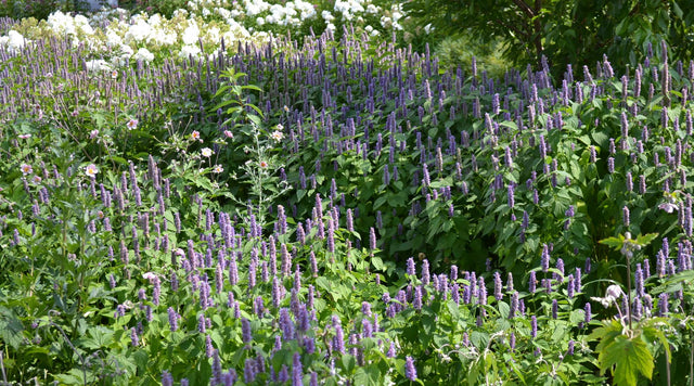 Garden of agastache