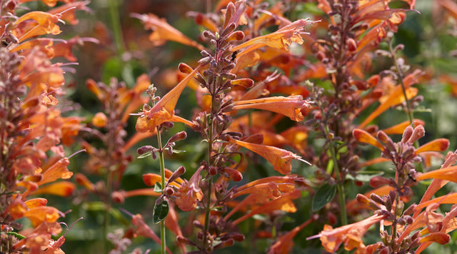 How To Grow Agastache