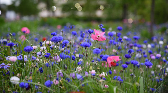Midwest wildflower seed mix in full bloom