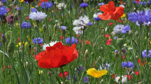 All Annual Big Color Wildflower Seed Mix - Simplicty