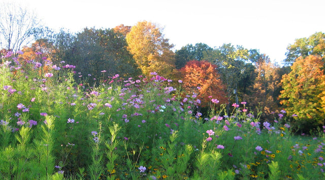 Northeastern Wildflowers
