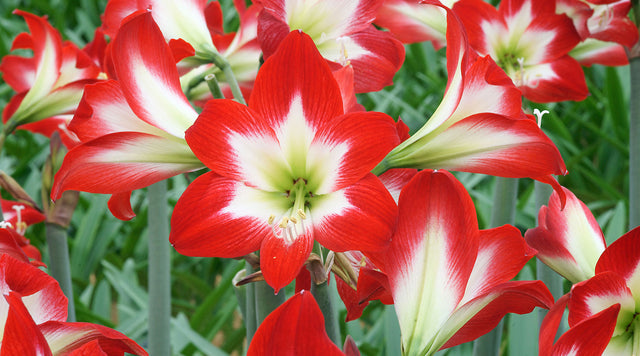 Full House amaryllis blooms
