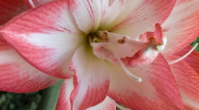 Closeup of blossom peacock amaryllis bloom