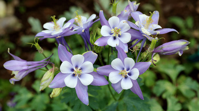 Rocky Mountain Columbine flowers