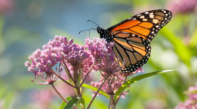 Monarch butterfly on milkweed flower