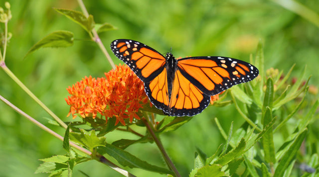 monarch butterfly on wildflower