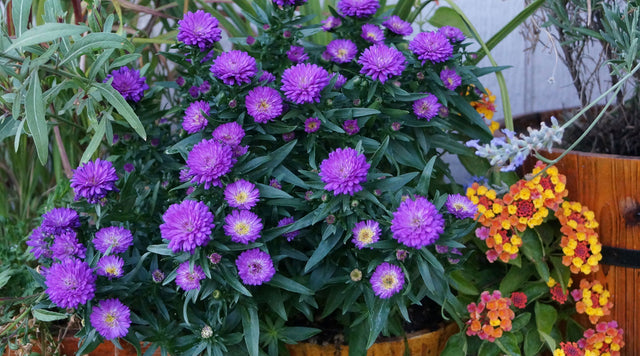 annuals in container