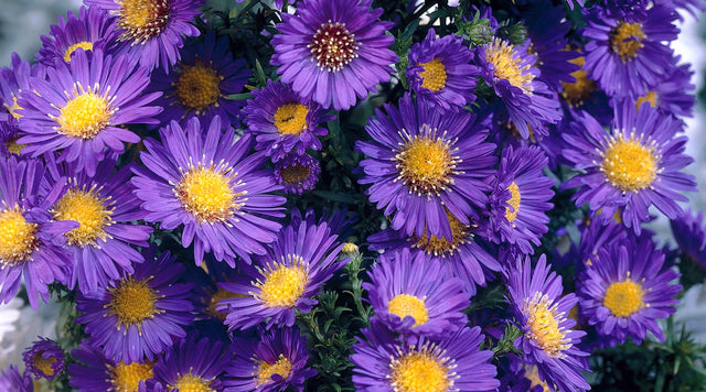 How To Grow Aster