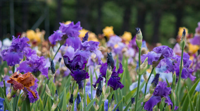 Meadow of bearded iris