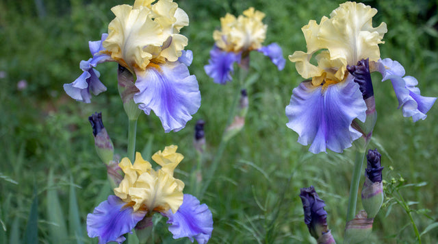 Edith Wolford Bearded Iris