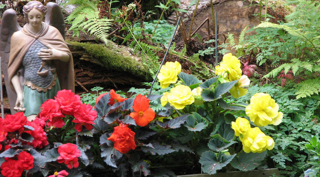 Begonias in garden
