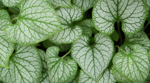 'Jack Frost' Brunnera