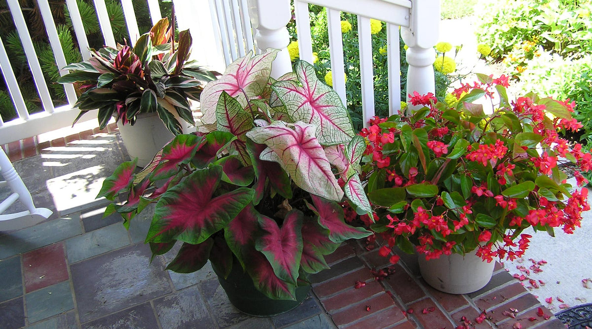 The Best Perennials & Bulbs For Containers | American Meadows