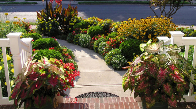 Caladium, Canna Lilies, and Begonias in front garden.  