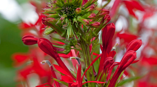 Red Cardinal Flower