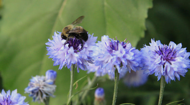 Bumblebee on cornflower