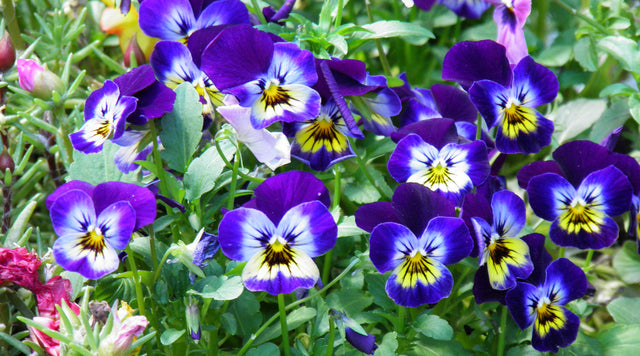 Violet blooms