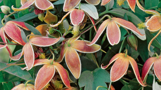 Clematis My Angel blooms