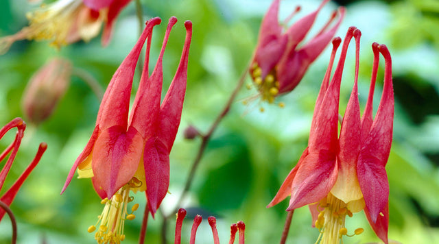 Columbine Little Lanterns