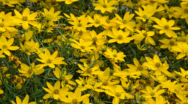 coreopsis flowers