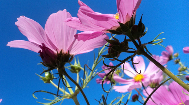 pink cosmos blooms