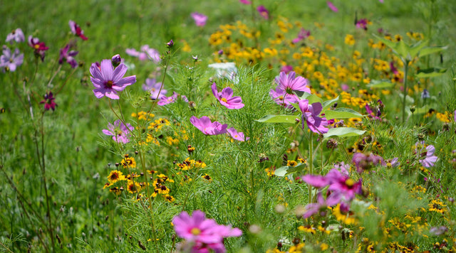 Field of cosmos and black eyed susans