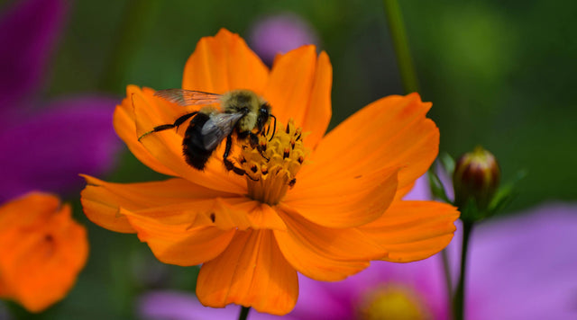 Bee on sulphur cosmo