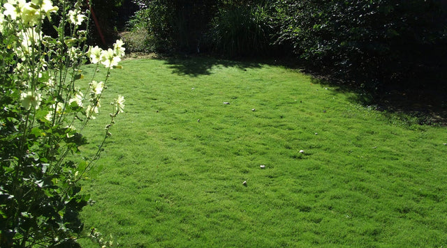 Lawn with grass plugs
