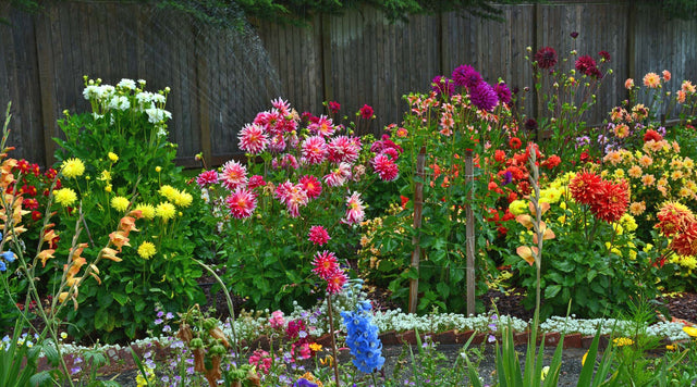 A colorful Dahlia gardens with blooms that are pink, purple, orange, red, and yellow