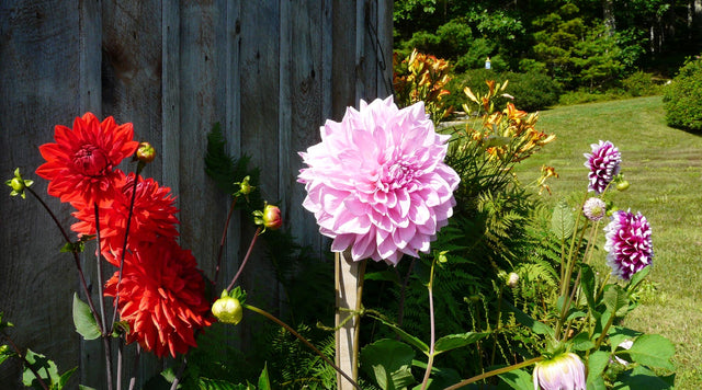Red and pink dahlia blooms
