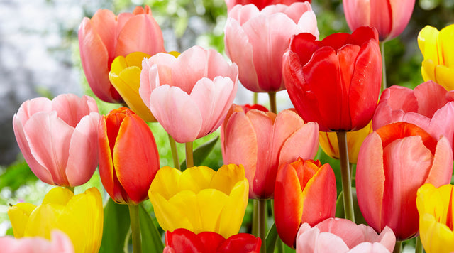 Darwin Tulip mix