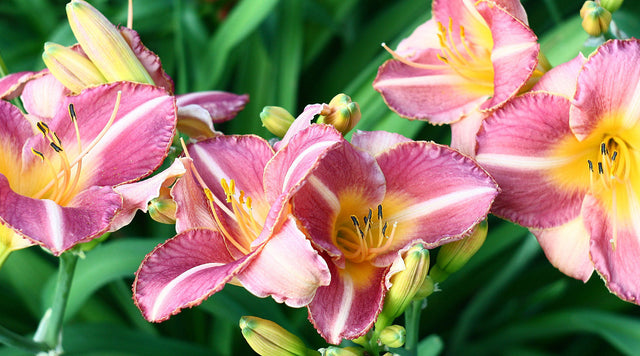 Pink Daylilies