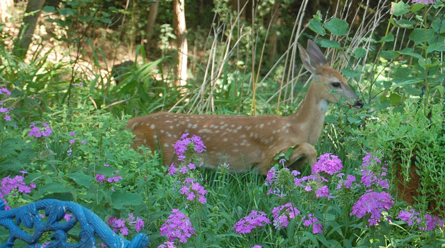 deer in garden