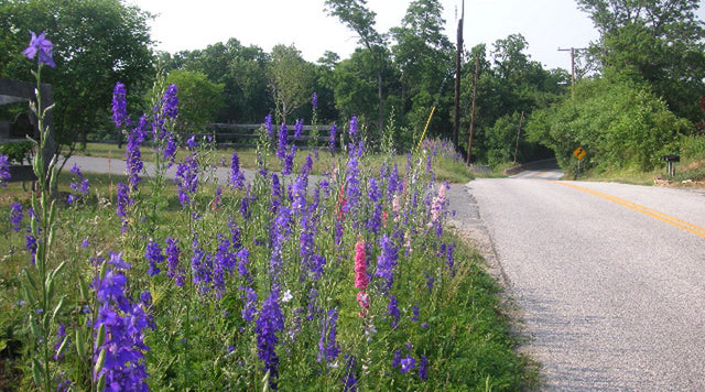 Northeastern Wildflowers
