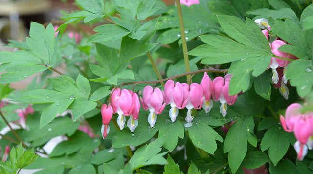 bleeding hearts