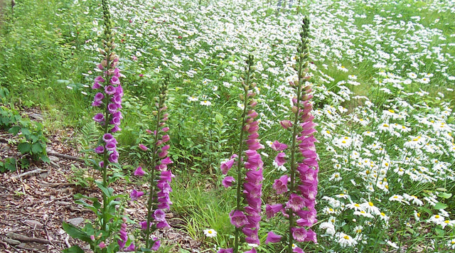 Northeastern Wildflower Meadow