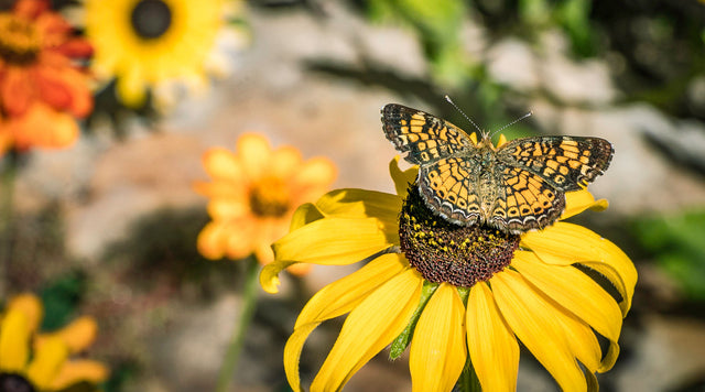 An Edwards' Fritillary Butterfly and a Black Eyed Susan flower