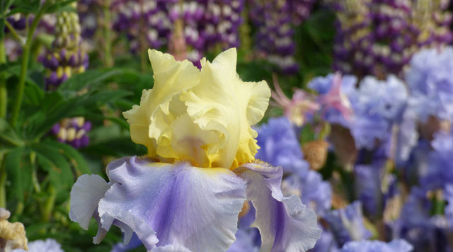 Iris germanica